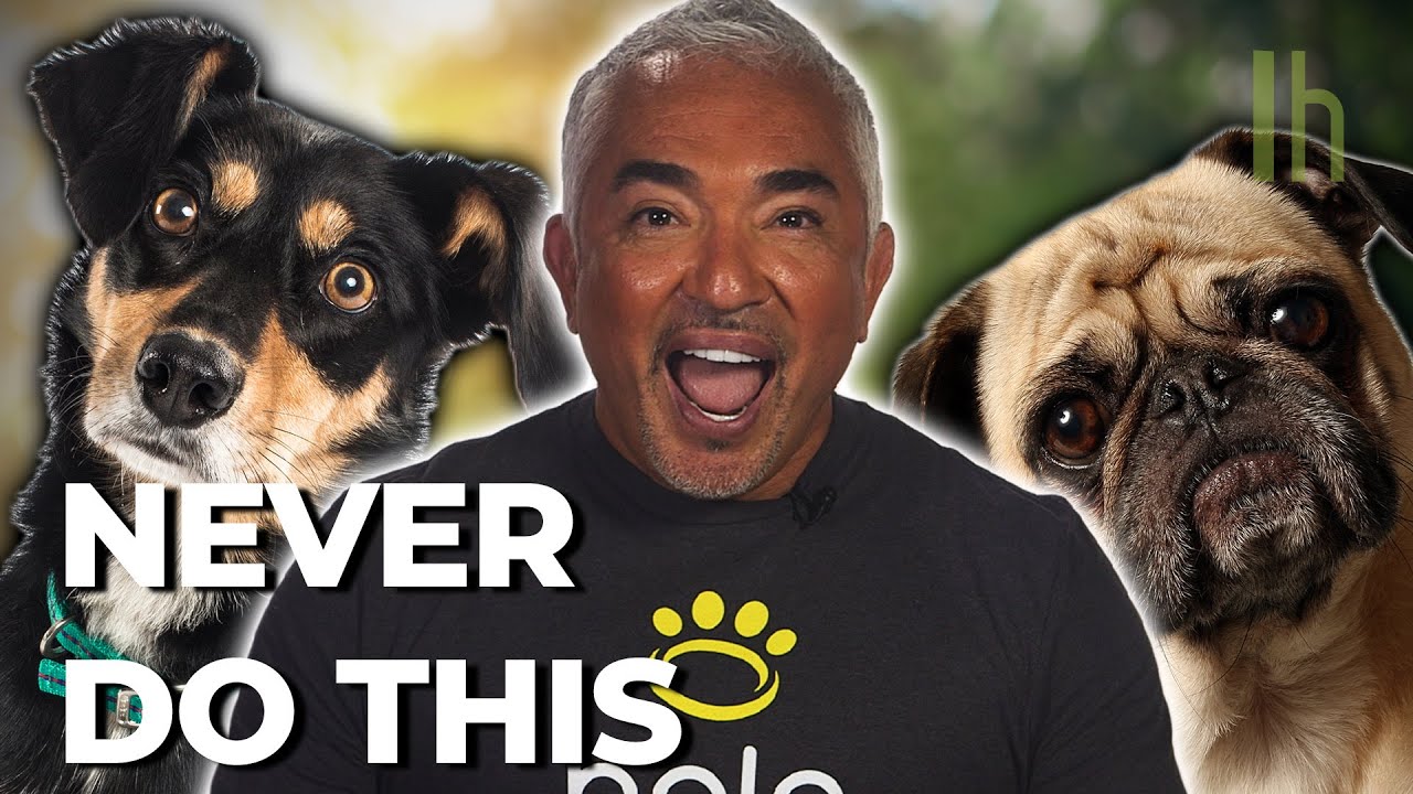 Introducing Yourself to a Dog: Tips from Cesar Millan 🐕