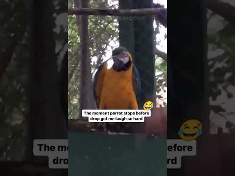 This parrot is a certified raver 🔥 #rave #edm #techno