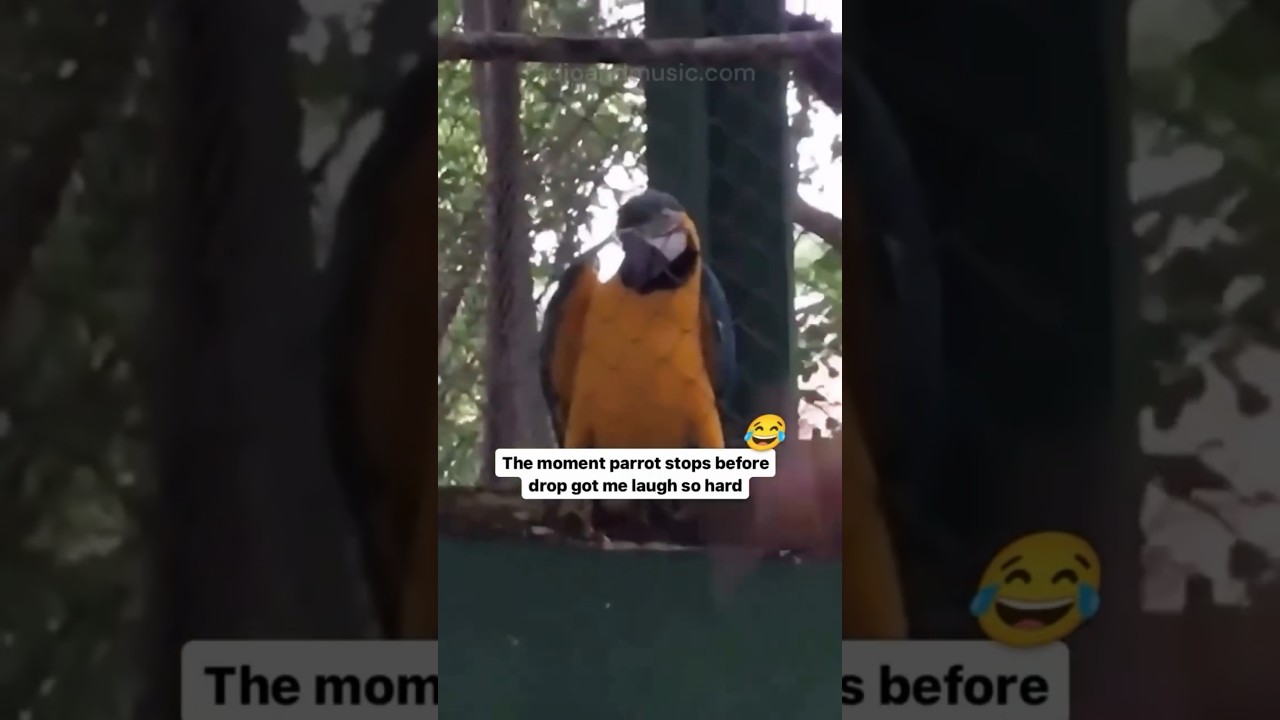 Certified Raver Parrot 🔥