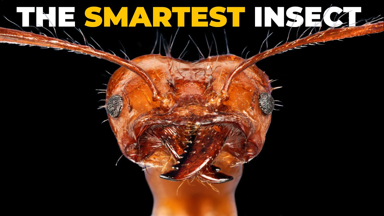 How Ants Discovered Agriculture ๐