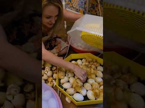 #viatalatara #amaliabellantoni #animal #duck #viral