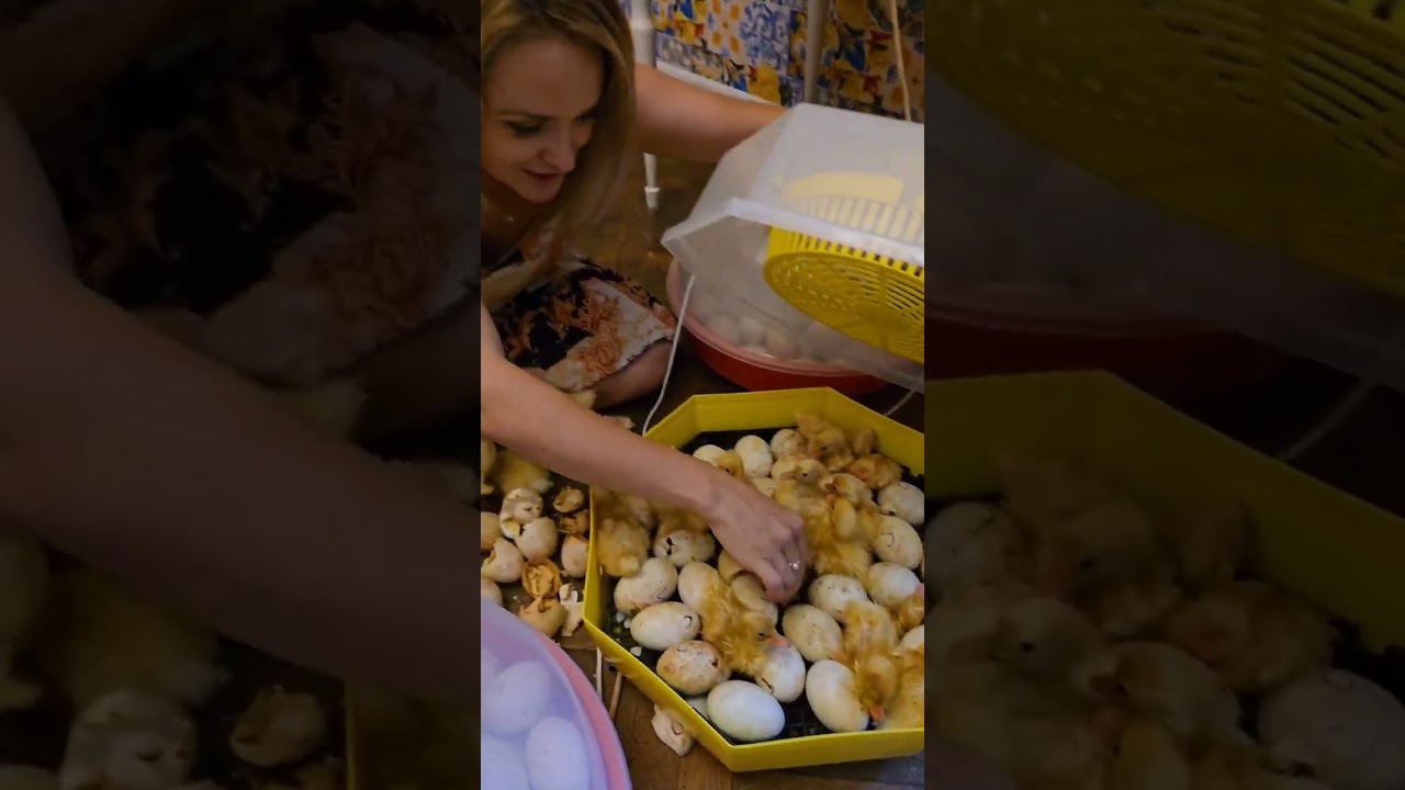 Adorable Duck Viral Video Featuring Amalia Bellantoni 🦆