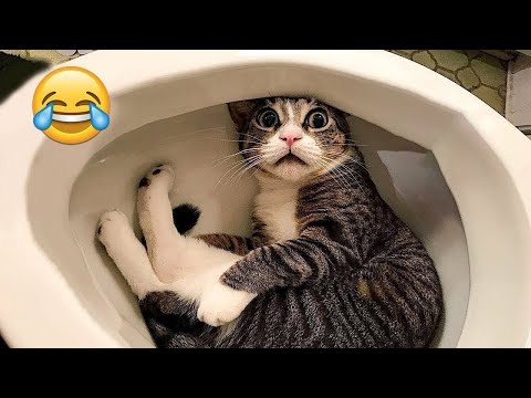 New Funniest Cats and Dogs Videos 2025๐ผ๐ถTry Not To Laugh๐