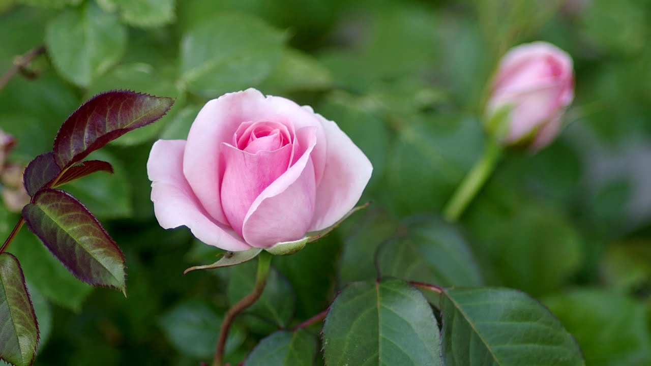 Красивые цветы! 🌹