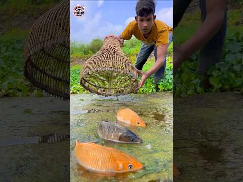 Unbelievable Polo Challenge Fishing Video | #shorts #shortsfeed #funny #polo #fishing #unique