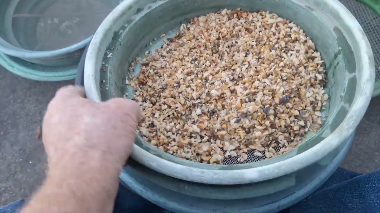 Processing Gold Ore from Mt Baker Mining ⛏️