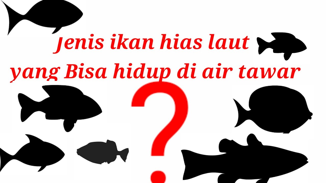 jenis ikan hias laut yang bisa hidup di air tawar  #aquariumlaut#aquariumairtawar#