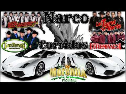 Narco corridos 🔥exterminador🔥 tucanes huracanes 🔥tigres del norte