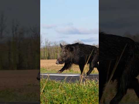 Un incroyable male de 85 kilos levé en termes d'Armagnac! #chasse #chien #france #drone