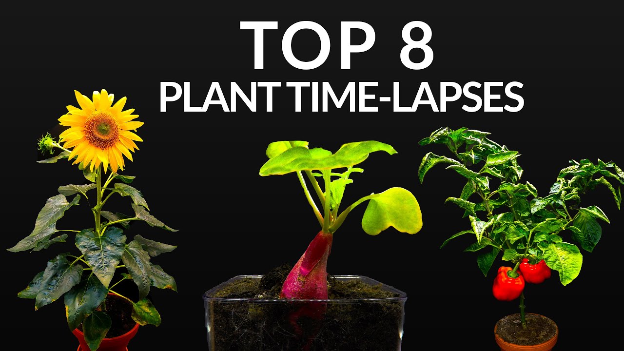 384 Days of Plant Growth in Just 8 Minutes π±