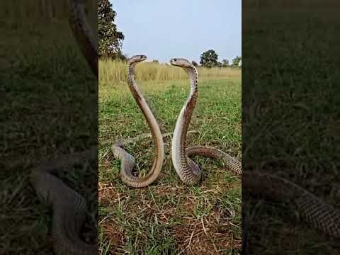 #discovery#snake#animals#forest#forest discovery//🤔🤔