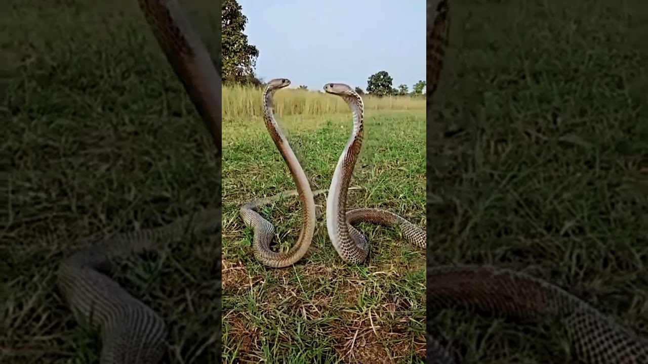 Amazing Forest Discovery: Meet the Snake in Its Natural Habitat 🐍