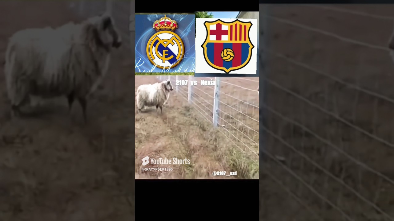 Real Muxlislar Bormi? ⚽️