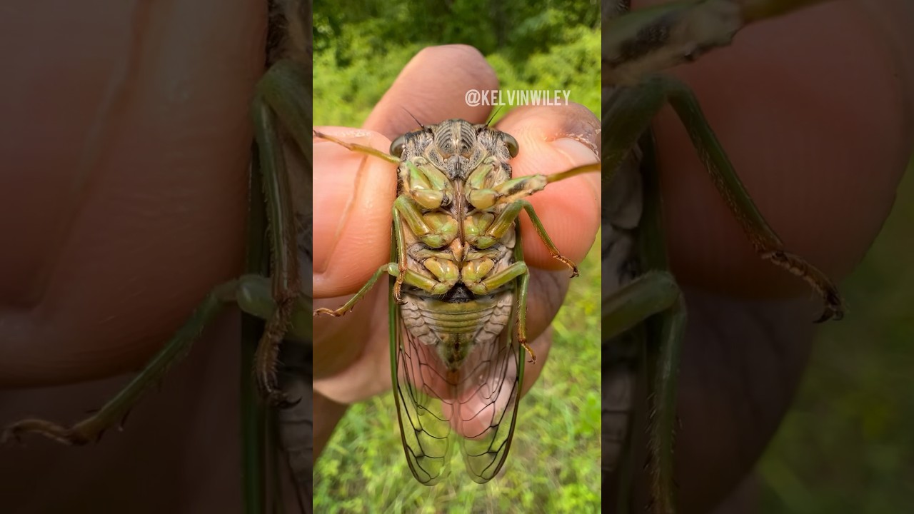 A Noisy Cicada!!! 🔊 #insects#bug#spider#tarantula#entomology#cicada#invertebrates#cicadas#fyp