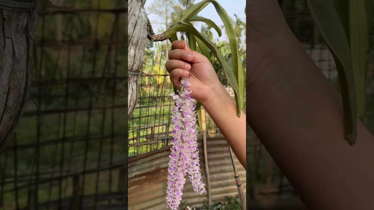 Heartbroken but Happy Bihu 😫