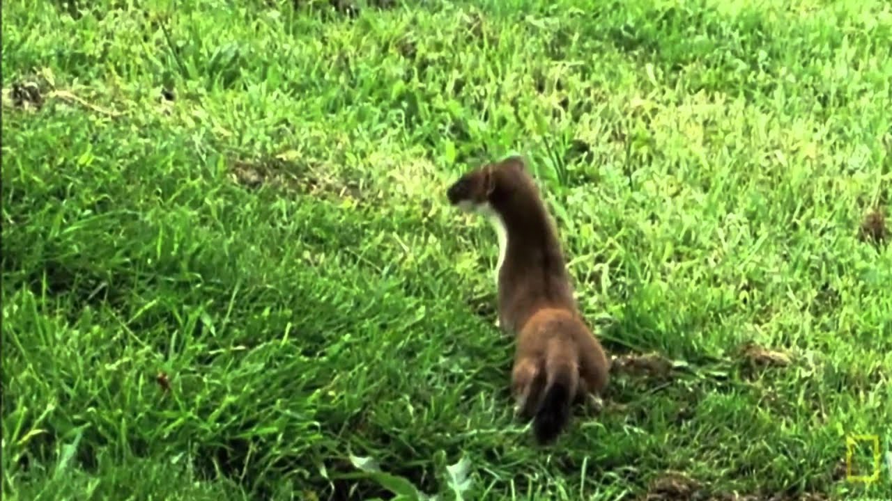 Weasel War Dance: Excited Ferret Behavior 🐾