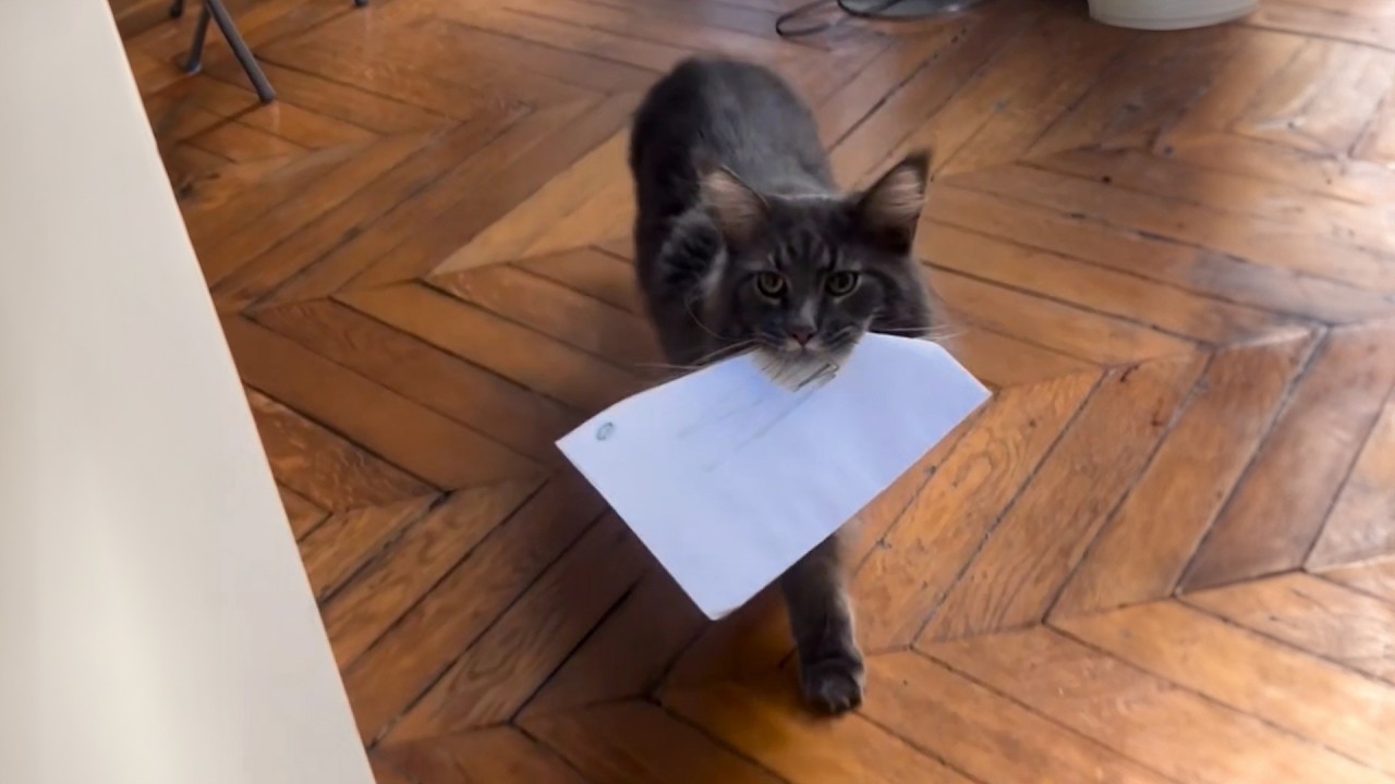 Boutique Parole de Chat 🛍️