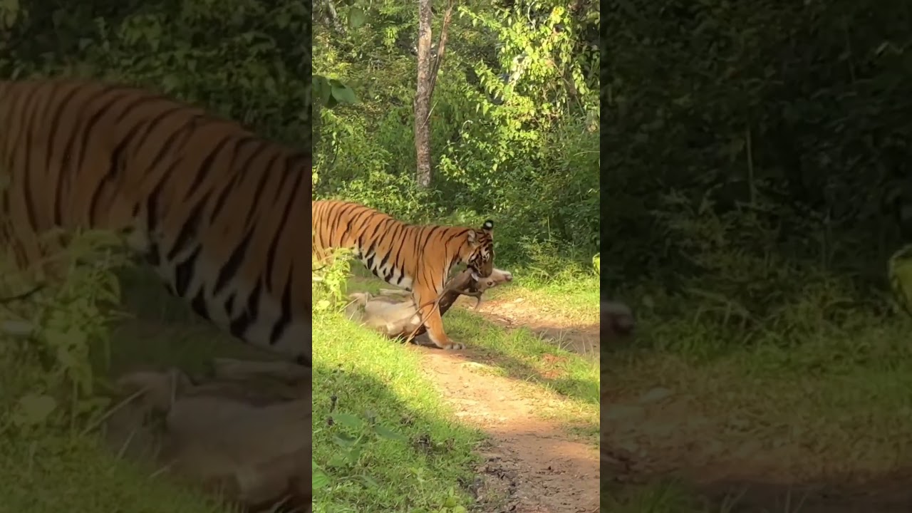 Majestic Tiger Hunts Deer in the Wild 🐅