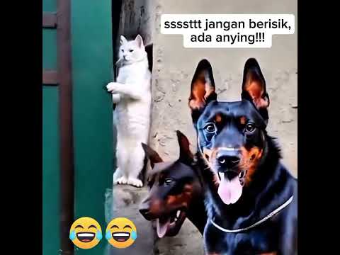kucing sembunyi #kucing #kucinglucu #cat #kocengoyen #sembunyi