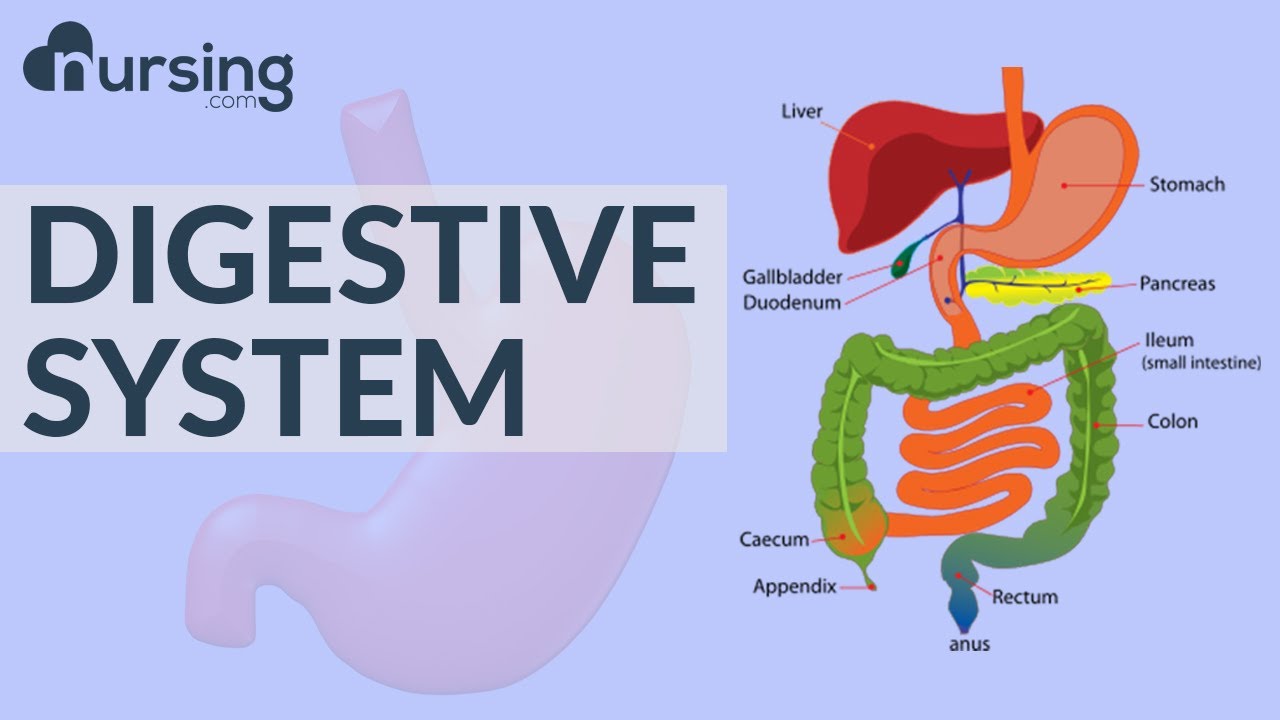 Digestive System: Structure & Function 🩺