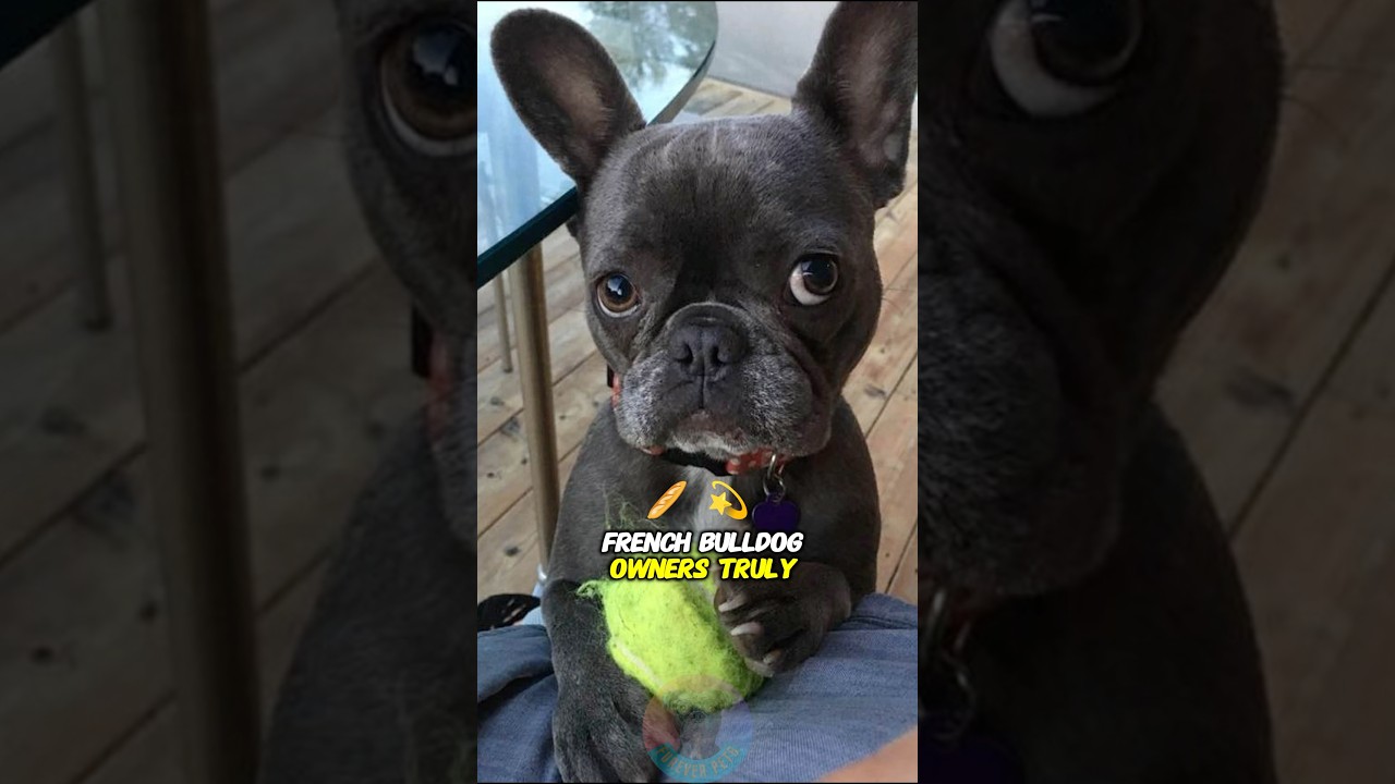 Top 4 Things Only French Bulldog Owners Understand ๐พ