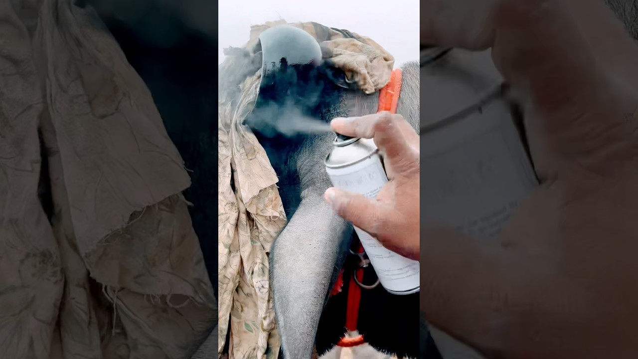 Dhanda Nyoliwala - Russian Bandana (Music Video) | Deepesh Goyal | VYRL Haryanvi