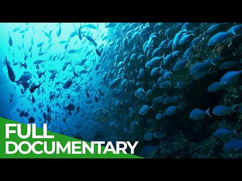 The Big Blue - Ocean Stories from Down Under | Episode 3 |Â Free Documentary Nature