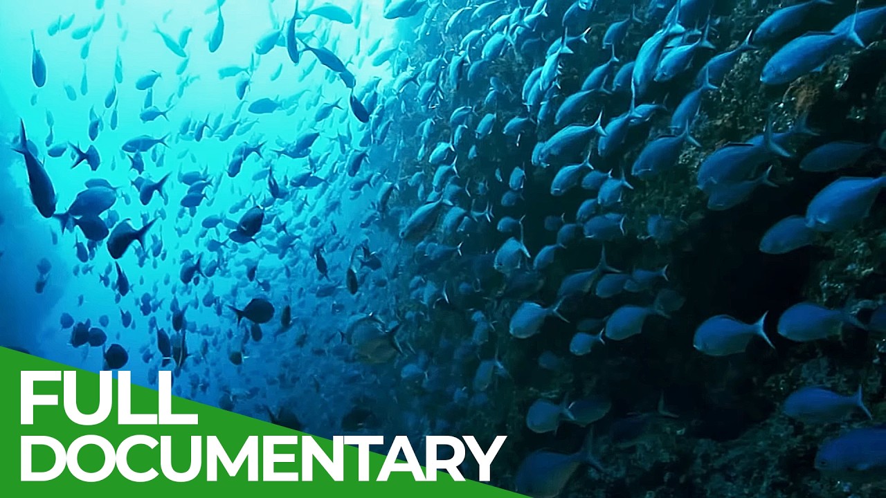 Discover the Wonders of the Ocean: Episode 3 of The Big Blue from Down Under 🌊