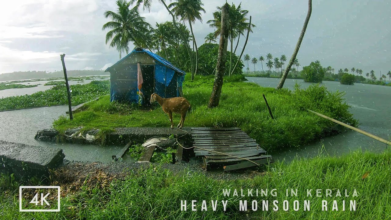 Relaxing Backwaters of Kerala During Heavy Rain | ASMR Rain Sounds for Deep Sleep