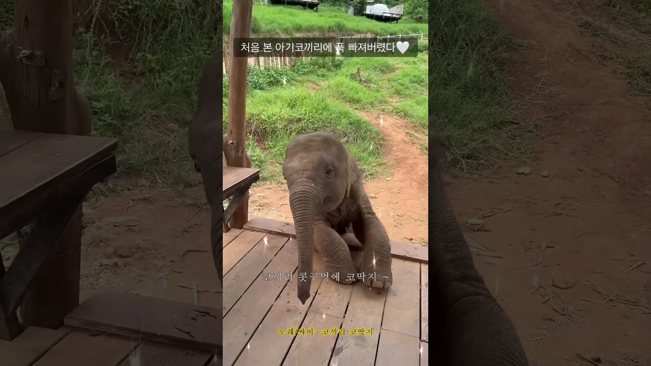 귀여운 아기 코끼리와 노래 🎶
