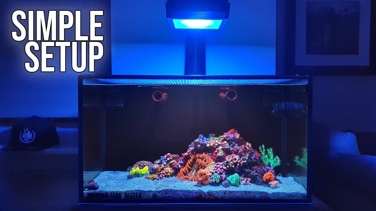 Nano Reef Tank Month 10: Stunning Update & Tour 🌊