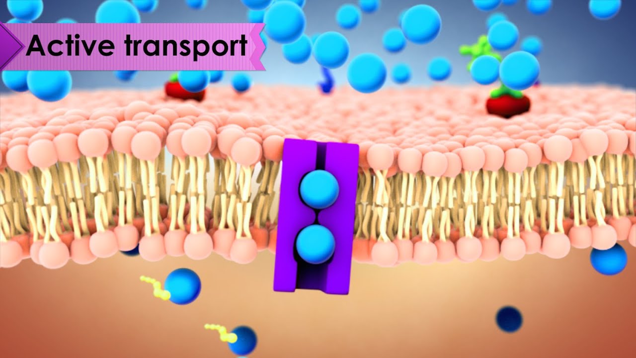 Cell Transport: How Substances Move In and Out πΆββοΈ