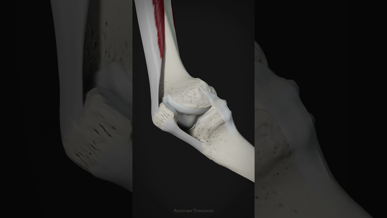 Patella Movement & Tibial Collateral Ligament Function 🦵