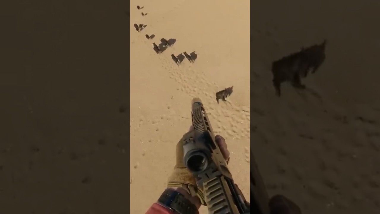 Swift Action: Feral Pigs Removed in Rapid Response π