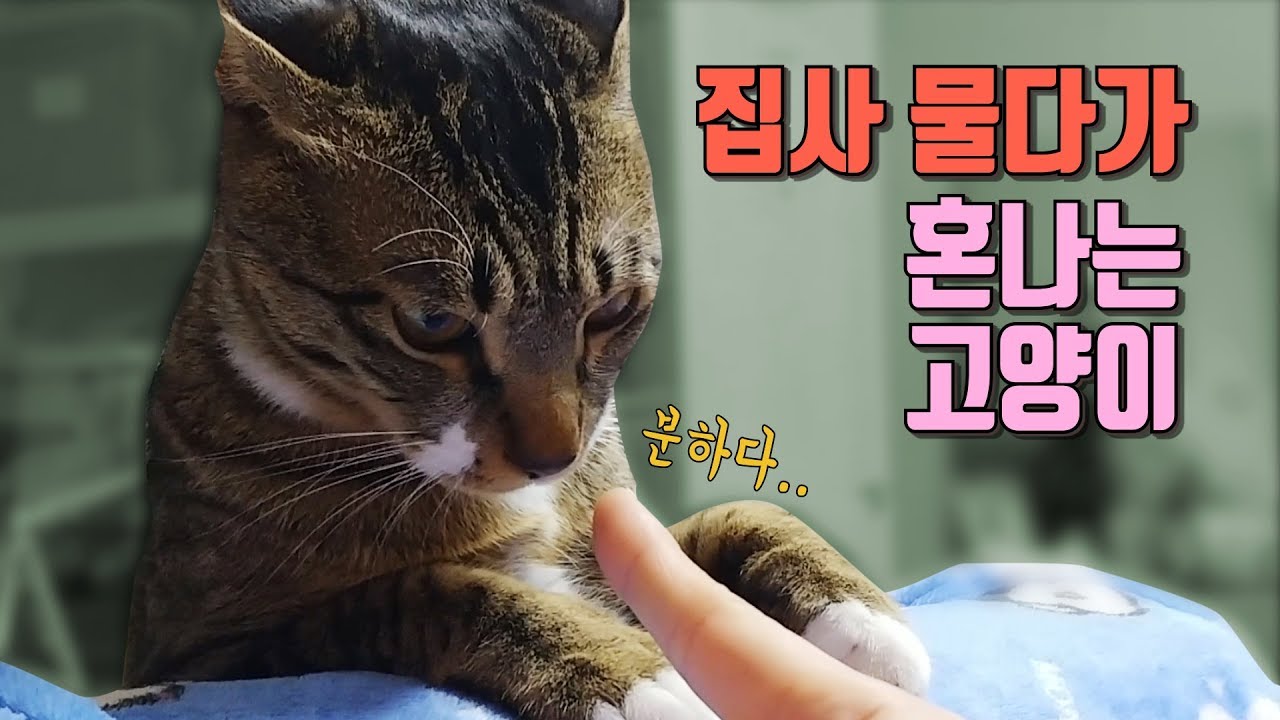 집사 깨물다 혼난 고양이 😿