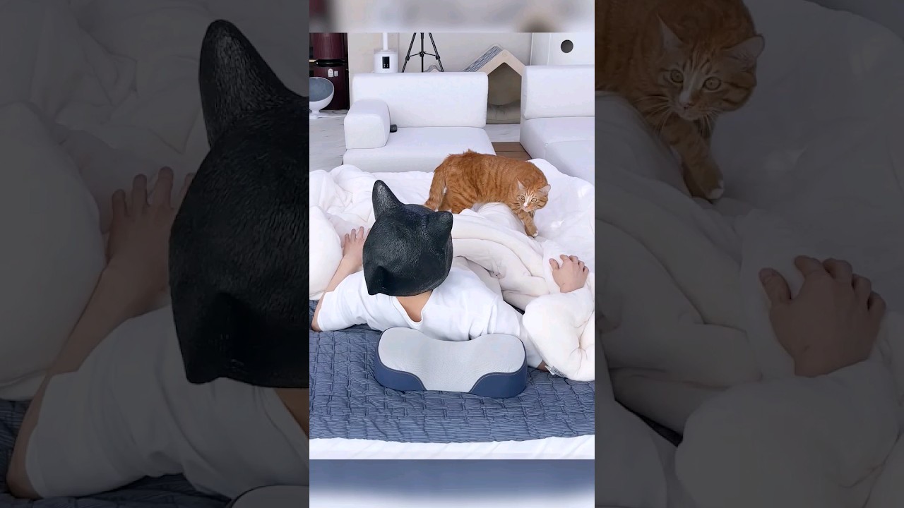 고양이 놀라면 보여주는 반응 😺