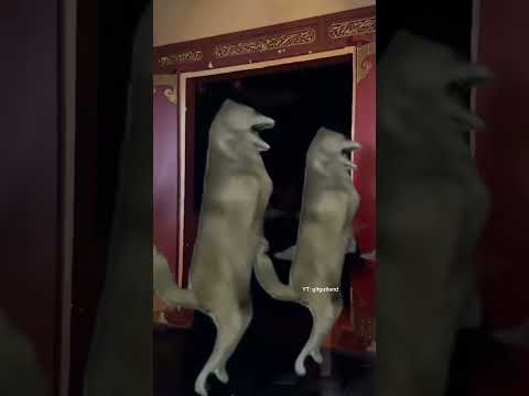 Zhao Muyan Zheng Feng 2025.10.03 #赵慕颜 #王楠 #dracin #cdrama  #zhaomuyan #zhengfeng #shortdrama #郑峰