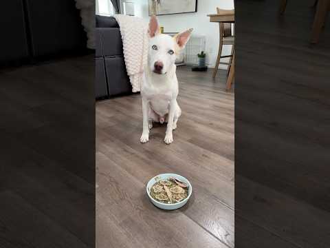 Let’s feed my dog breakfast🐶🥞#dogshorts #feeding #dogfeeding #dogfood #dogowner #pets #doglife