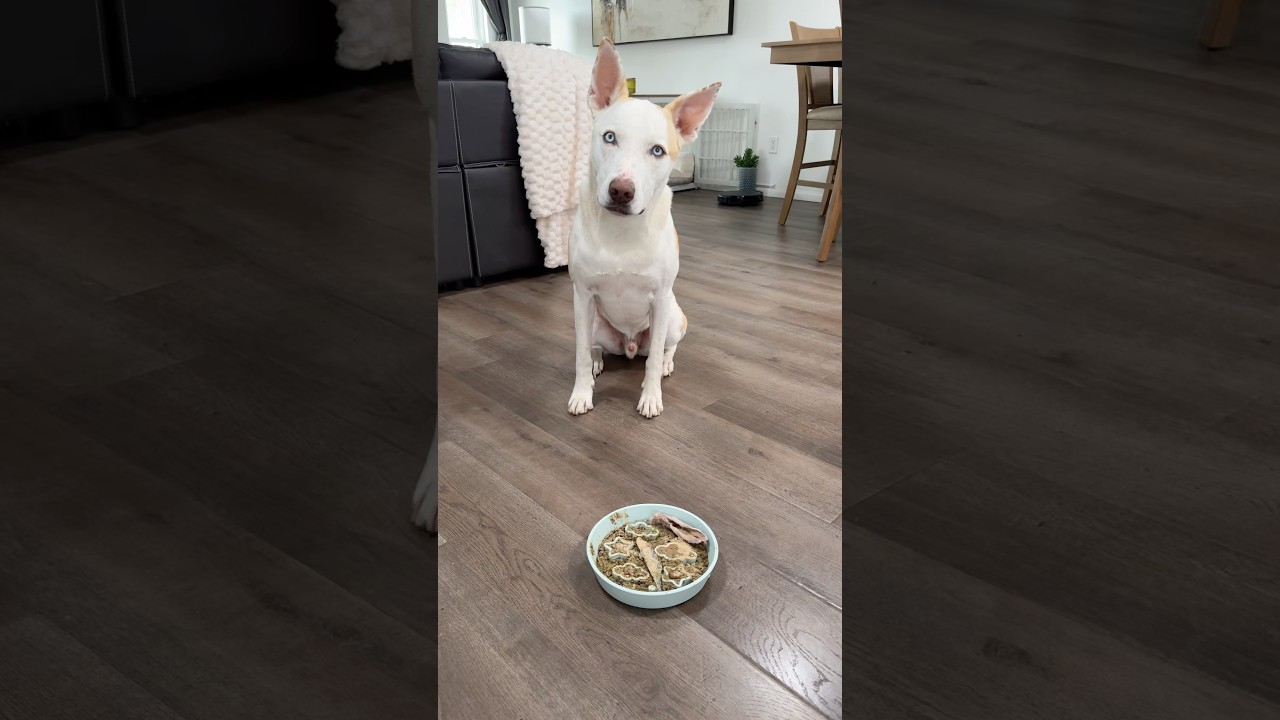 Feeding My Dog Breakfast 🐶