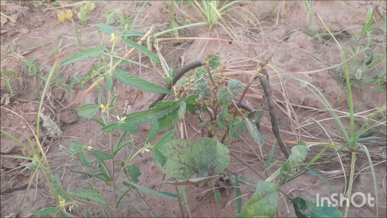 Heeriye Official Video 🎶 | Jasleen Royal ft. Arijit Singh & Dulquer Salmaan