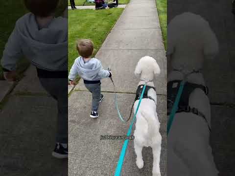 Things You Should Know Before Getting A Poodle - Poodles Personalities