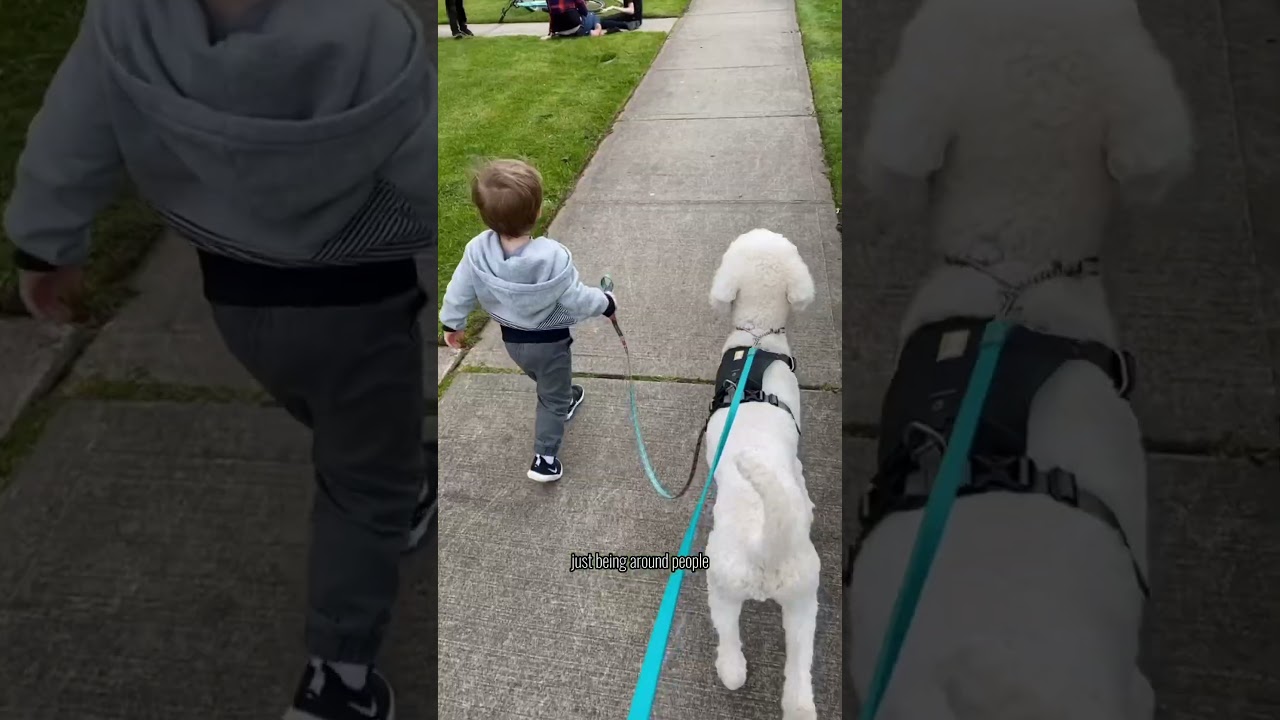 Essential Poodle Facts: What You Need to Know Before Bringing One Home π©