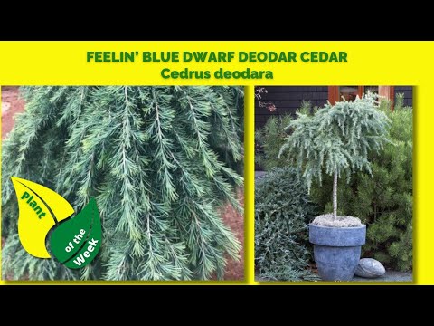 FEELIN' BLUE DWARD DEODAR CEDAR | Cedrus deodara | Evergreen Shrub