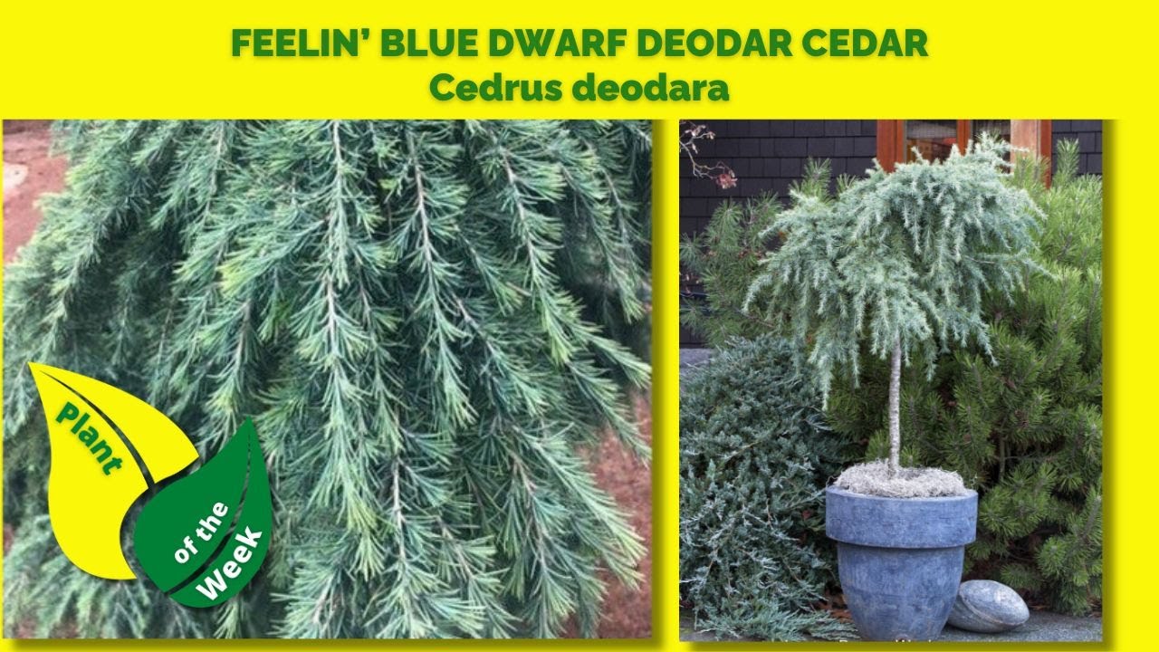 Transform Your Garden with the Stunning Feeling’ Blue Dwarf Deodar Cedar 🌿