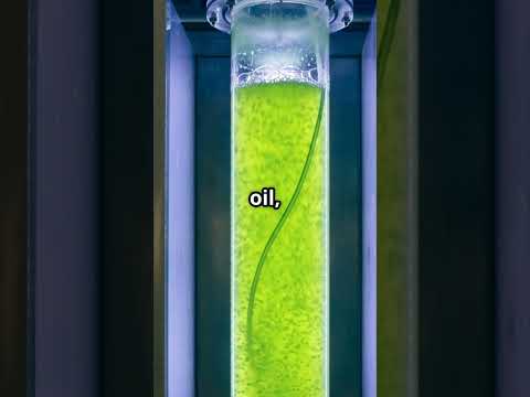 Algae Biofuels: A Sustainable Solution?