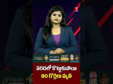 వరదలో కొట్టుకుపోయి 80 గొర్రెలు మృతి #floods #rain #tnews