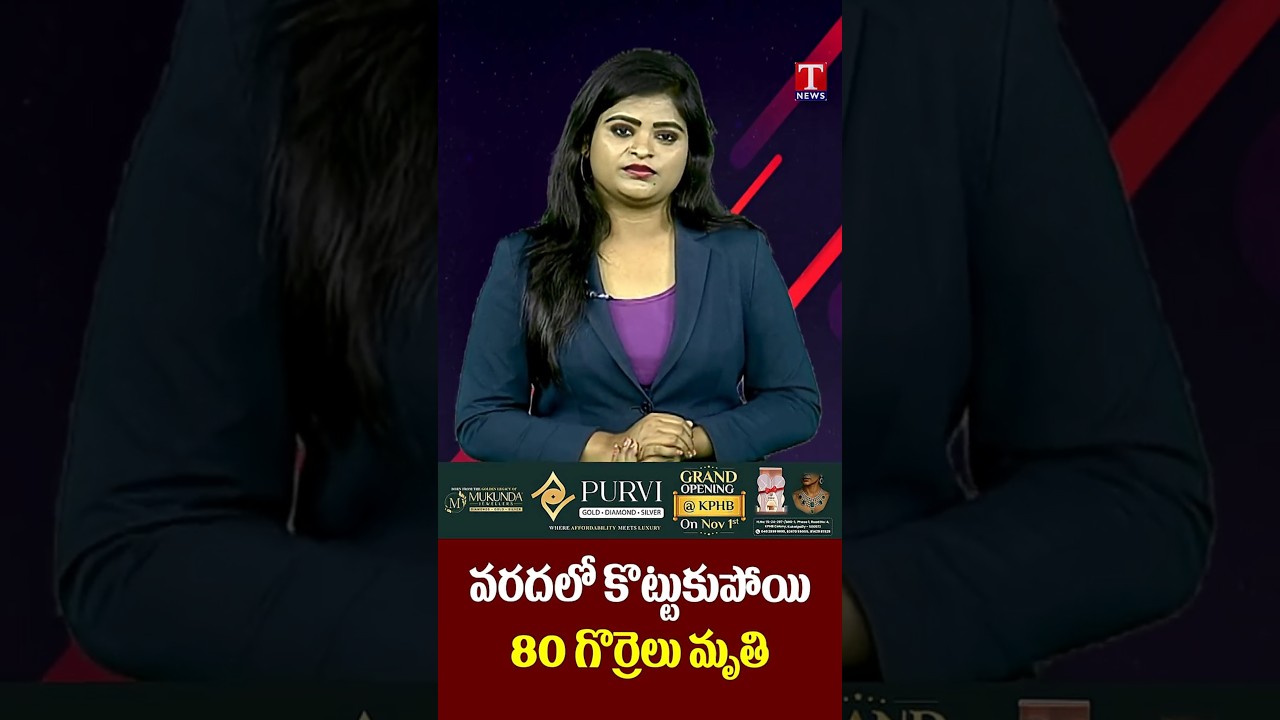 వరదలో కొట్టుకుపోయి 80 గొర్రెలు మరణం