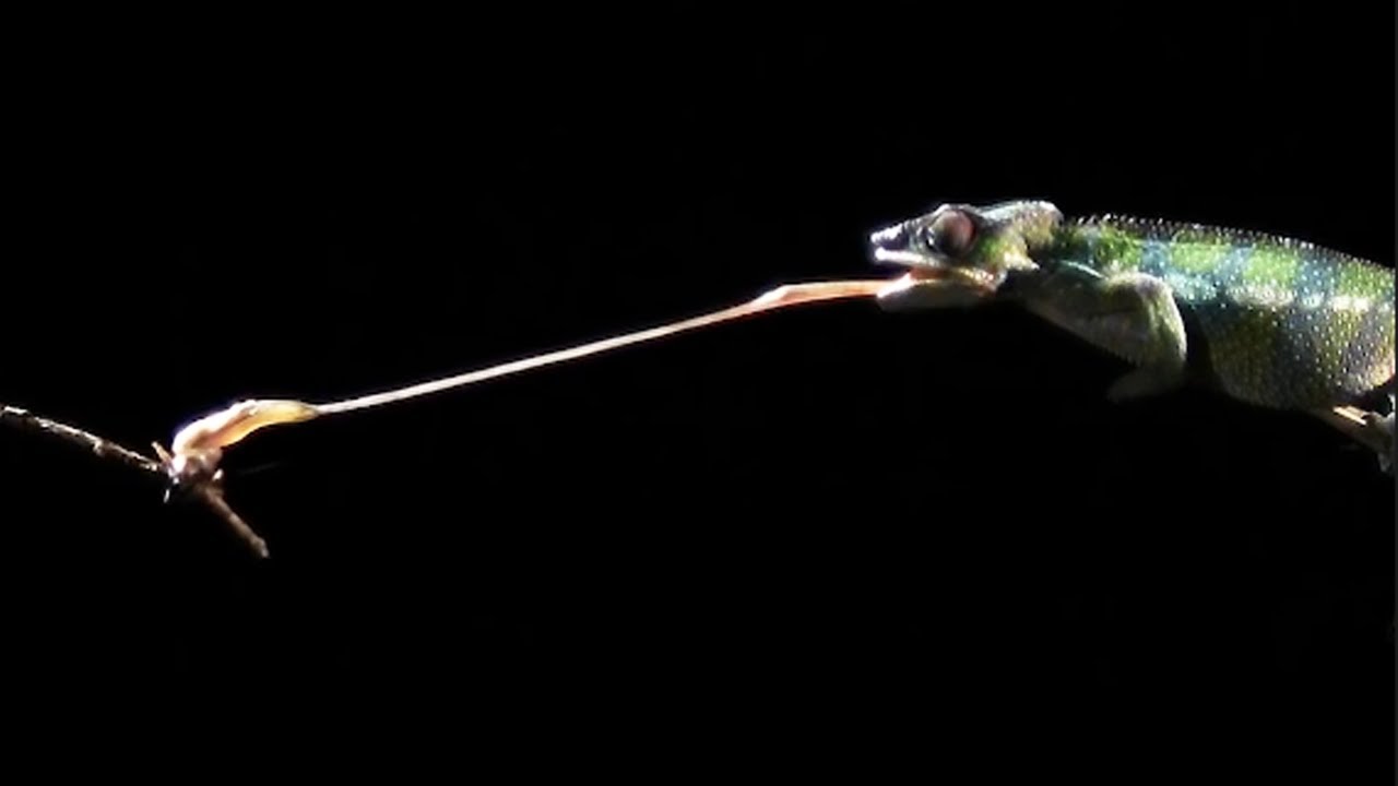 Chameleon’s Tongue Attack in Slow Motion 👅
