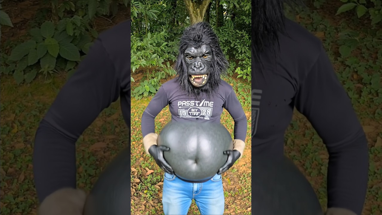 Gorilla’s Belly Swells Like a Balloon! 😱🦍