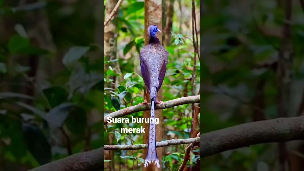 Suara Merak di Hutan 🌳 #shorts
